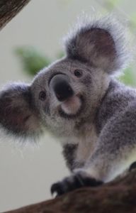 Felhőcske, a beszélő koala